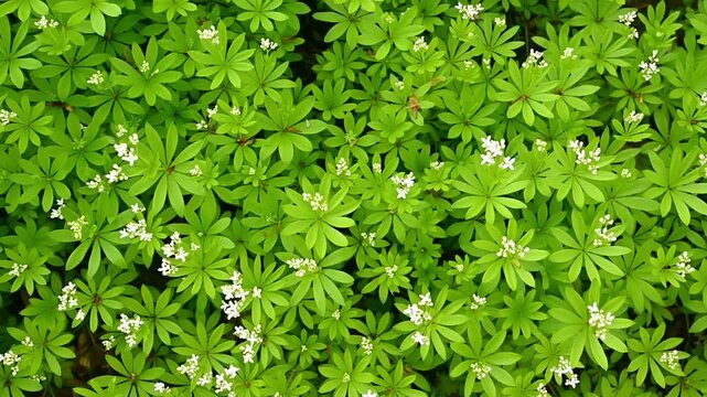 Ground cover plants spreading across forest floor with white flowers. Galium odoratum