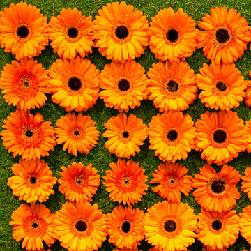 Orange gerbera daisies arranged in floral pattern