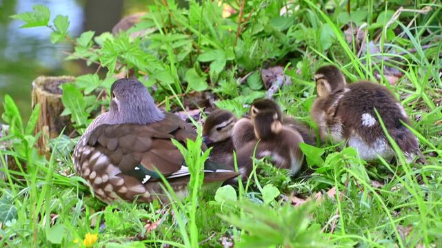 Mandarin duck with ducklings resting on grassy pond bank