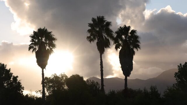 palm trees in silhouette at sunset, Stanford, South Africa