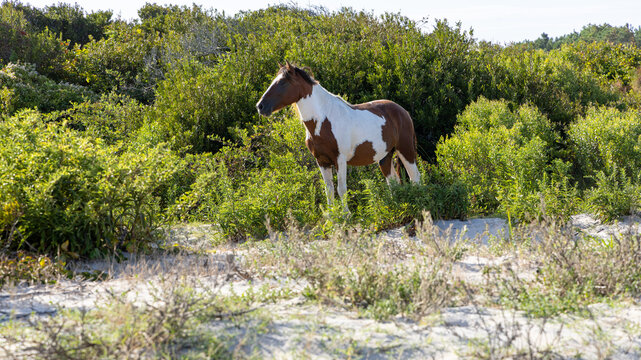 A pinto wild hourse observing its surroundings while standing in lush green vegetation near a sandy area in a national park.