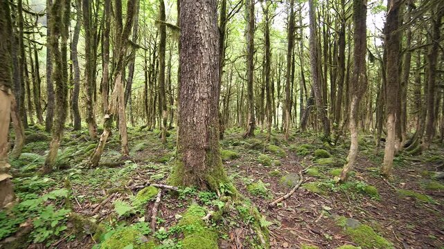 Moss covered boxwood trunks stand in a dark ancient forest with rich green woodland texture. Soft filtered light, damp bark, and mystical greenery create an enchanted grove atmosphere.