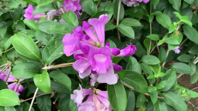 Garlic vine (Mansoa alliacea) or amethyst vine flower in a garden.