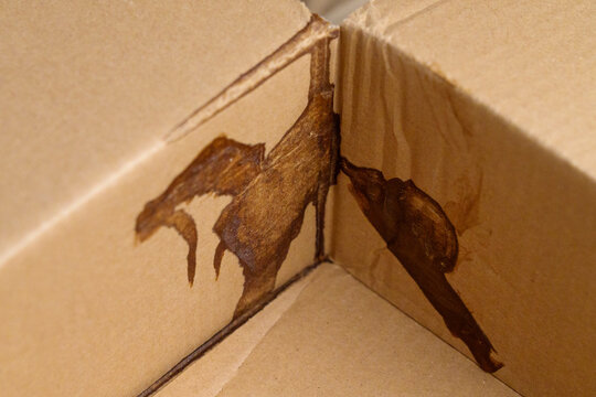 Leakage damage to cardboard parcel box close up