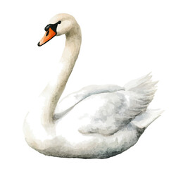 Swan, watercolor illustration featuring soft shadows and luminous, isolated on a white background. © velora