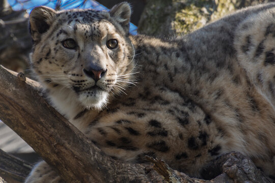 Snow leopard or Irbis
