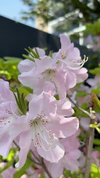 An orbit shot of lovely light pink royal azaleas
