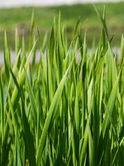 Obraz premium fresh green grass macro
