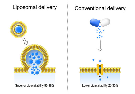 Conventional delivery and Liposomal delivery. Superior bioavailability