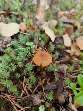 A close-up of the deceiver mushroom (Laccaria laccata, lohisieni) shows its small, translucent cap with soft orange-brown tones emerging from moss and forest litter. Slender stem and delicate gills