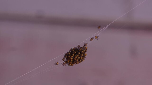 A common cross spider. Many small spiders cling together, many spiders clinging to each other.
