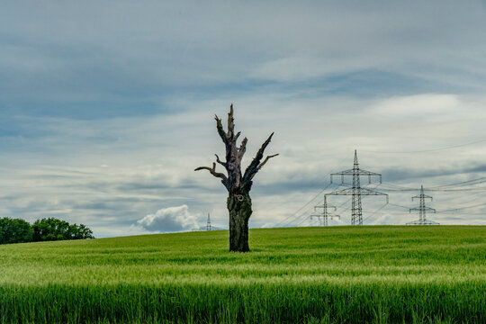 Abgestorbener Baum vor einer Hochspannungsleitung