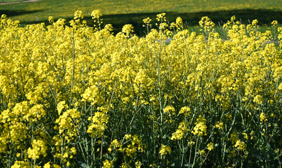 Obraz premium vibrant yellow canola field in bloom under sunny blue sky on a bright spring day