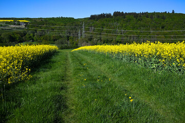 Obraz premium picturesque rural landscape with yellow flower fields on a sunny day under blue sky