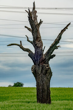 Abgestorbener Baum vor einer Hochspannungsleitung