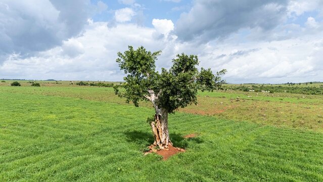 Aerial view of a solitary tree standing in a lush green field under a cloudy sky in Riyom, Plateau, Nigeria.