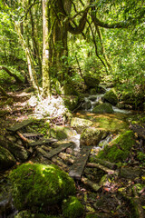 Obraz premium Weathered wobbly bridge, crossing a small stream in the forests of Magoebaskloof in South Africa.
