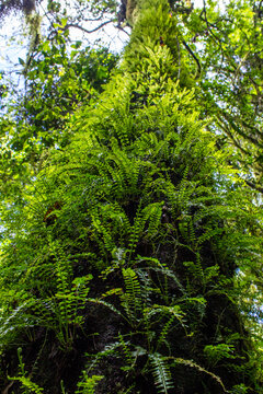 A tall tree, with its tree trunk covered in the lush growth of Resurrection ferns, Polypodium polypodioides, in the indigenous rainforest of Magoebaskloof in South Africa