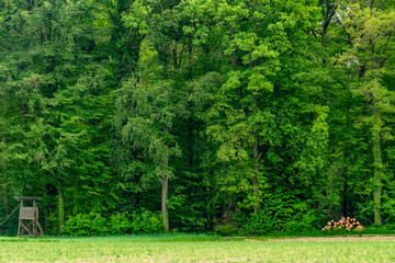 Hoch und Jägersitz am Waldrand © focus finder