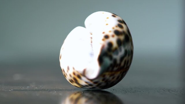 Close up of a large tiger cowrie seashell rotating on a table
