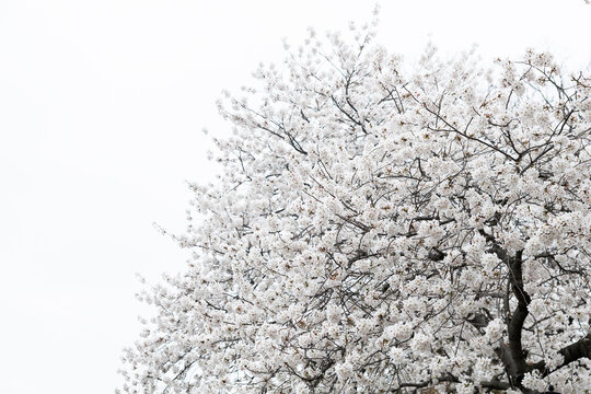 Spring Flowers in New York City
