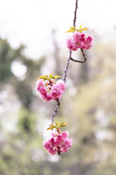 Spring Flowers in New York City