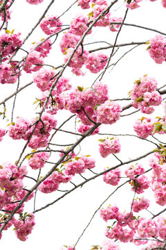 Spring Flowers in New York City