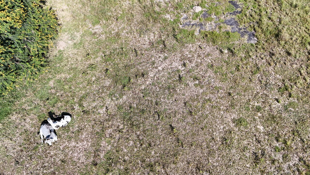Aerial view of two cows resting on a grassy field with a green bush under bright sunlight Bloemfontein, Free State, South Africa.
