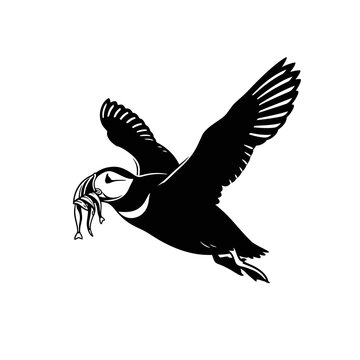 Atlantic puffin flying with fish in beak, silhouette, isolated on white background