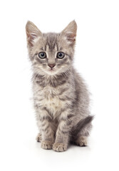 Fototapeta premium Small grey tabby kitten sitting and looking at the camera.