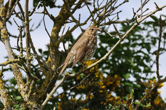 the song thrush (Turdus philomelos)