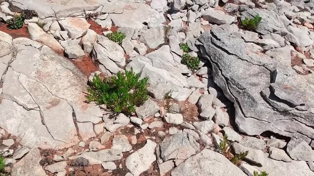 First-person perspective of walking over rugged terrain on a rocky Atlantic island, showing sharp stones, sparse green shrubs, and red soil under bright natural daylight.