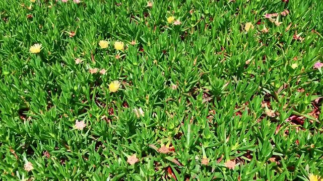 A vibrant top-down view of lush coastal groundcover on an Atlantic island, featuring dense green succulent leaves interspersed with small yellow and pink wildflowers.
