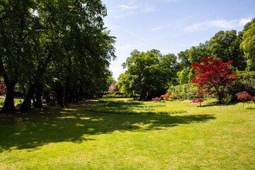 Fototapeta premium Red Japanese Maple and deciduous trees in a sunny public park landscape during daylight.
