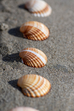 Cerastoderma edule common cockle empty seashells on sandy beach, simplicity background pattern in daylight in the sand