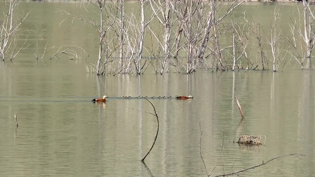 Ruddy shelduck family swims across lake with newly hatched ducklings beside protective parent birds. Tadorna ferruginea pair escorts brood through calm wetland water, showing care, defense, safety.