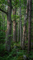 Obraz premium A serene forest landscape with tall trees and lush greenery under a natural canopy