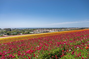 Fototapeta premium flower field