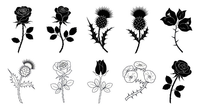 Various black and white illustrations of flowers and thistles are shown together