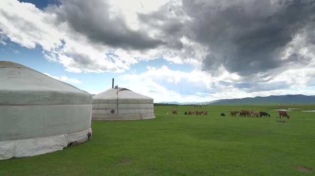 Two white Mongolian ger tents beside grazing livestock, wide steppe pasture, nomad camp. Traditional yurt dwellings near herd animals, green meadow plain, rural culture, Central Asia plateau.