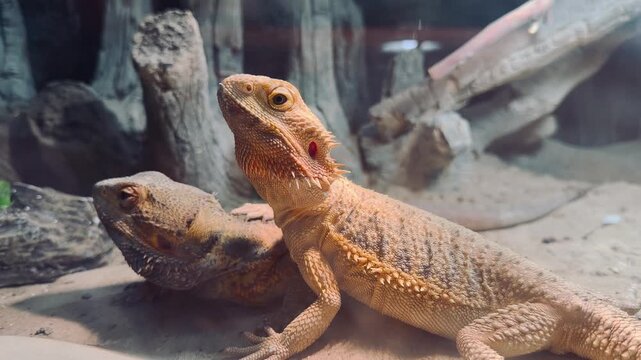 Two Bearded Dragons Side by Side Resting on Sand in Terrarium Desert Habitat