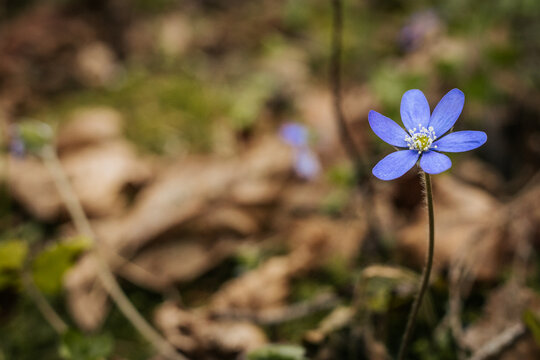 Single blue flower with five petals and a yellow center grows amidst dried leaves and green foliage in a natural forest setting during springtime