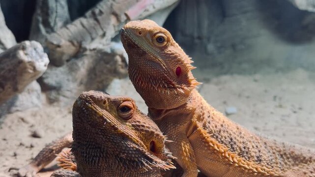 A pair of central bearded dragons sitting together on a sandy surface inside a controlled desert environment enclosure.