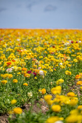 Obraz premium yellow flower field