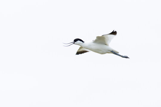 calling adult pied avocet (Recurvirostra avosetta) in breeding plumage inflight, found at Texel in the Netherlands