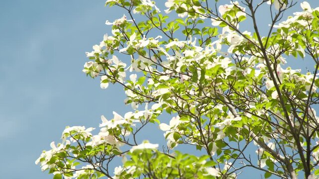 青空に映えるハナミズキの白い花、新緑と光が織りなす初夏の景色
