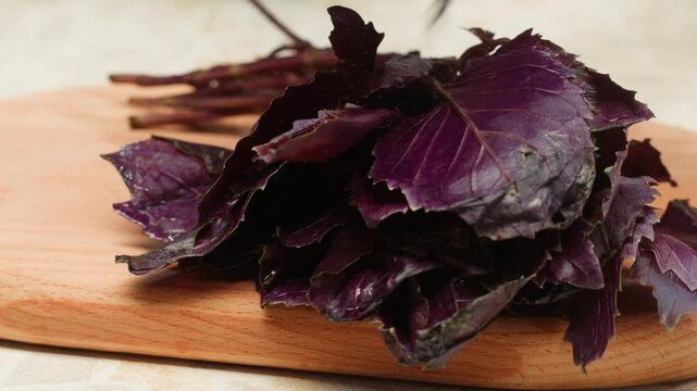 The farmer is holding a bunch of fresh pink purple basil. Vitamins and greens in the food concept, kitchen, cooking pesto