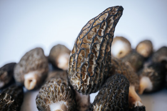 Fresh moraine mushrooms arranged on a light background with honeycomb caps, cut stems, earthy tones and ample text space.