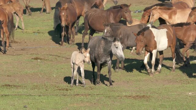 White foal stands beside dark mare in wild horse herd grazing on open grassland field. Pale colt stays near mother amid free roaming mustangs under bright sky, rural steppe life.
