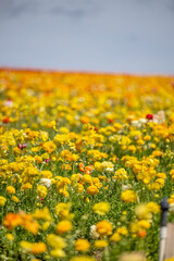 Fototapeta premium yellow flower field